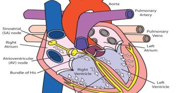 Electrical Activity Of The Heart