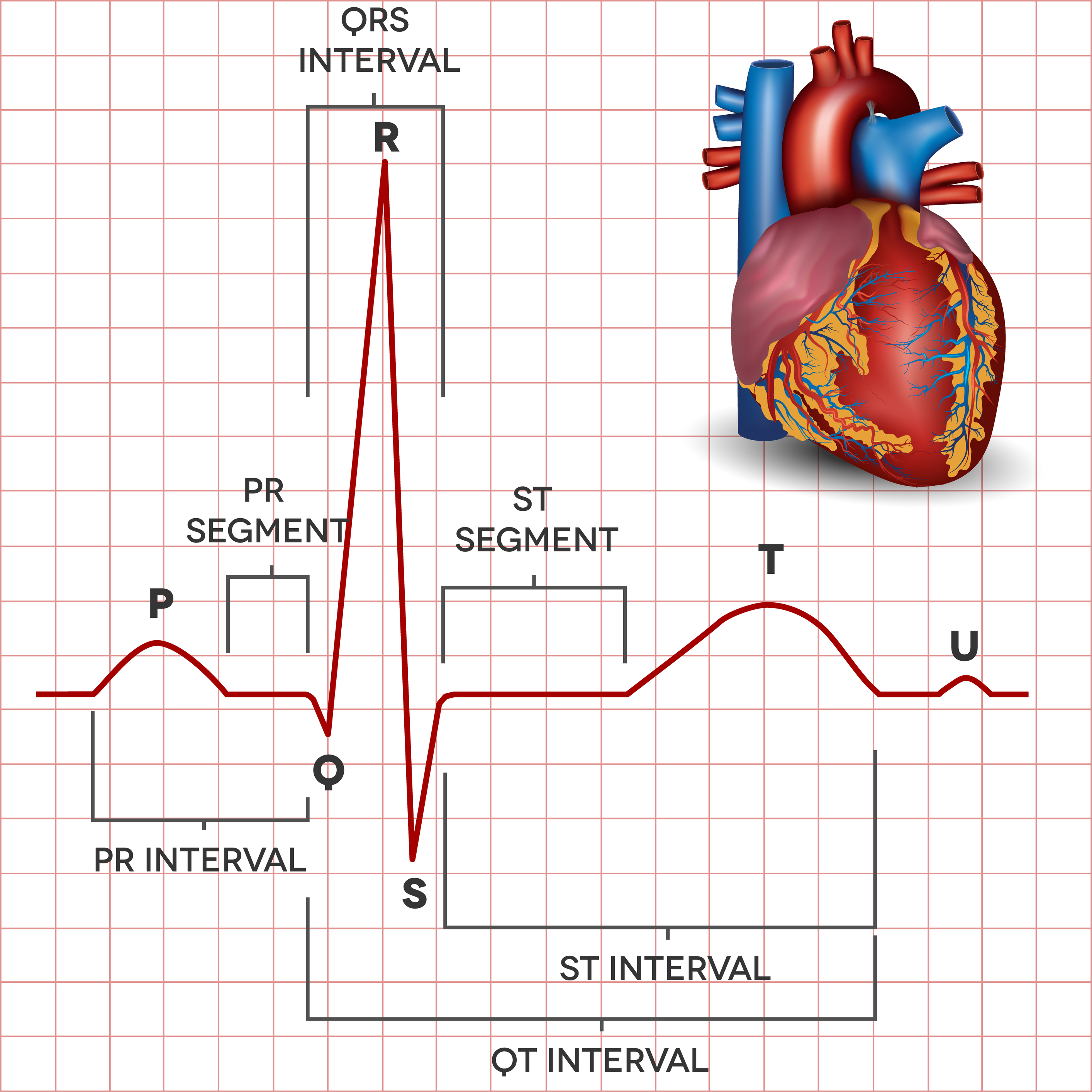 normal heartbeat at 12 weeks