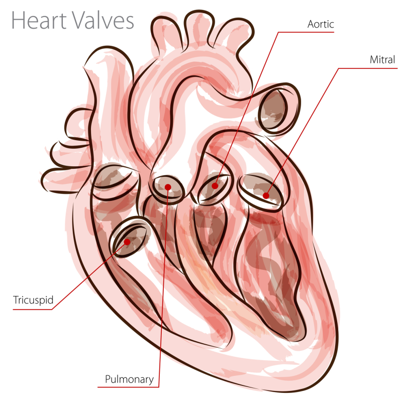 The heart valves