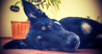 Want To Improve Your Health? Get a Dog!