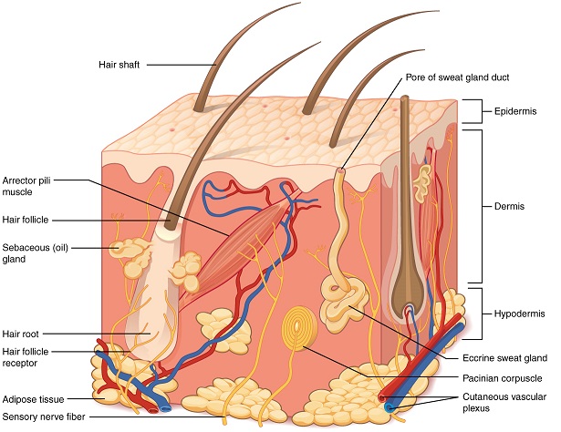 stop hair loss fast